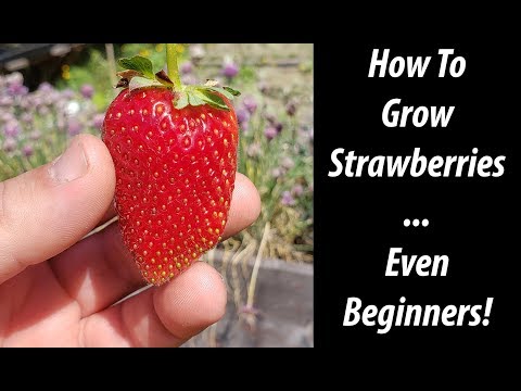 How To Grow Strawberries From Runners Tips and Tricks 2019