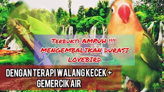 Download lagu Terapi Suara#WALANG KECEK   GEMERCIK AIR UNTUK MASTERAN LOVEBIRD!!!!! mp3 Download lagu Terapi Suara#WALANG KECEK   GEMERCIK AIR UNTUK MASTERAN LOVEBIRD!!!!! mp3