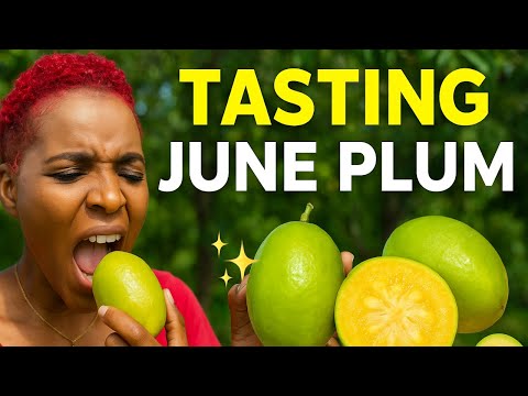This Fruit Tastes Sweet AND Sour?! 😲 | June Plum in Jamaica