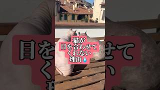 【衝撃】猫が目を合わせてくれない理由(汗)vlog5 #shorts #vlog #猫 #エルフキャット#もちまる日記