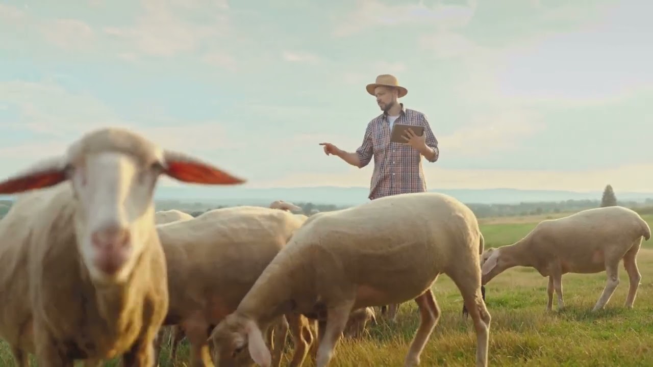 The Real History of Shepherds in Ancient Judea  Shepherd & Flock (1 Pet 2:25; 5:2–4)