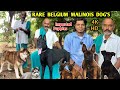 BELGIAN MALINOIS Puppy's | Direct Imported Dogs | Puppy's For Sale | Rare Colour | 4K #dogstamil