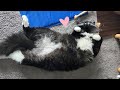 Tuxedo Cat Purring And Wants All The Attention