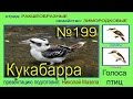 Кукабарра. Голоса птиц 