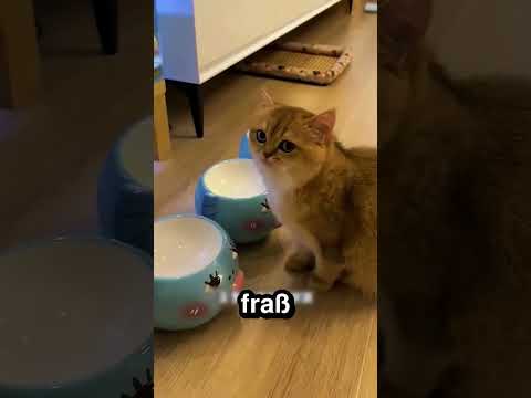 So lernte die Katze auf sich aufzupassen 🐱 📚