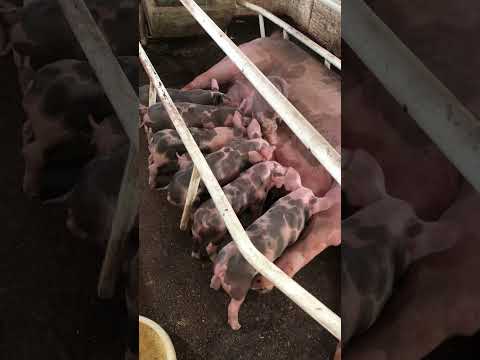 Granja gf suinos em Itapipoca Ce a máquina da suinocultura do nordeste 🚀🚀🚀🚀