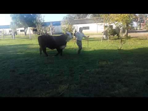 Vaquillona Hija de Ibirá Pytá