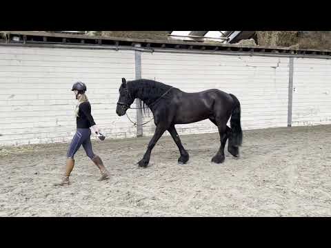 Stal Okkema's Erik - Tsjalke x Teunis - Gelding - 2009 - 1.70m