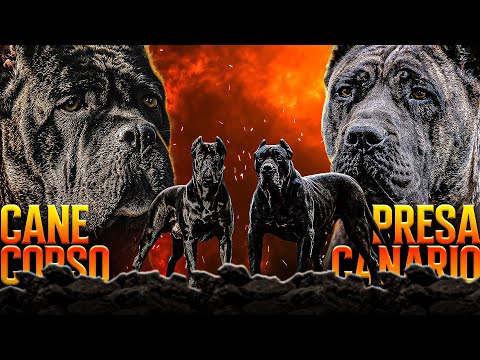 Cane Corso VS Presa Canario Comparison