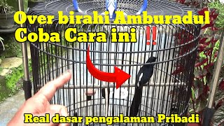 Download lagu TRY THIS TRICK | Overcoming Overexcitement in Murai Batu Birds ‼️ mp3