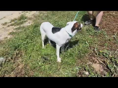 Vídeo de CHICO