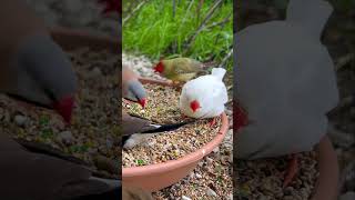Download lagu Outdoor Finch Aviary | Birds | Bird Sounds mp3 Download lagu Outdoor Finch Aviary | Birds | Bird Sounds mp3