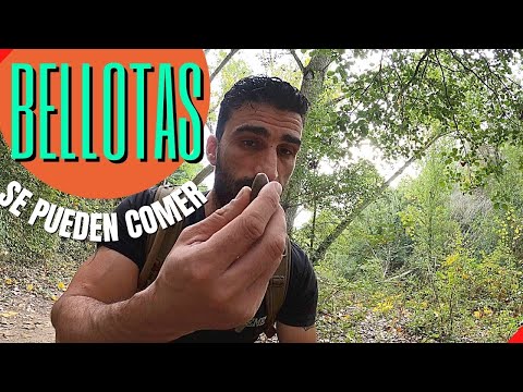 Como COCINAR BELLOTAS - ¿Puedes COMER BELLOTAS CRUDAS? | Técnicas de Supervivencia en la Montaña