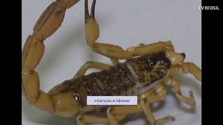 Miniatura do vídeo