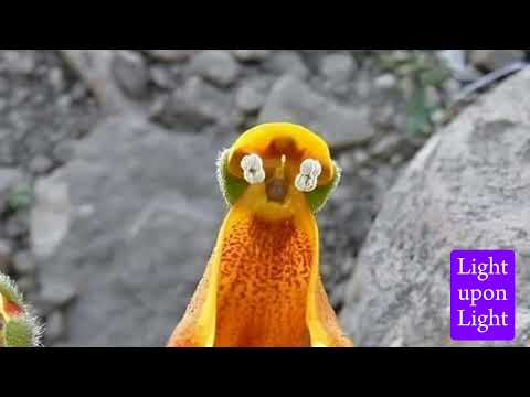 Subhan Allah... The unique flowers almost look like little penguins marching over the rocks.