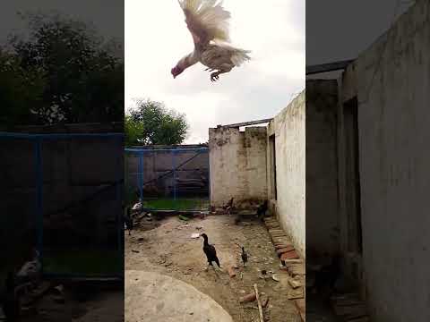 Aseel murga Tiktok || aseel murga status #shorts #ytshorts #viral