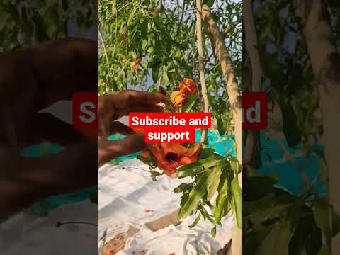 rohida flowers kya aapne kabhi dekhe hai 🤔#organic