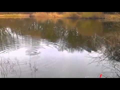 Karpfen an der Kopfrute