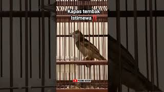 Download lagu KATEM NEMBAK MEWAH‼️ #kapastembakgacor mp3 Download lagu KATEM NEMBAK MEWAH‼️ #kapastembakgacor mp3