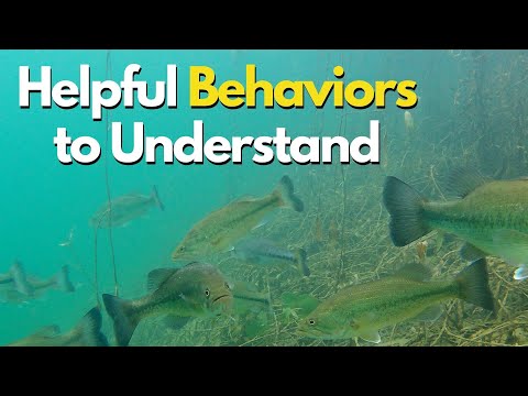 5 Bass Behaviors I Wish I Knew Sooner - Especially for New Bass Anglers