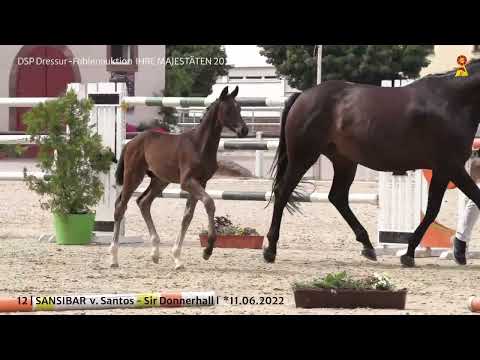 KN 12: Hengstfohlen v. Santos - Sir Donnerhall