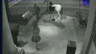 preview picture of video 'Drunk Knocks Over Horse in Saratoga Springs'