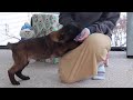 Belgian Malinois dogs for sale: Pumpkin - Video 1