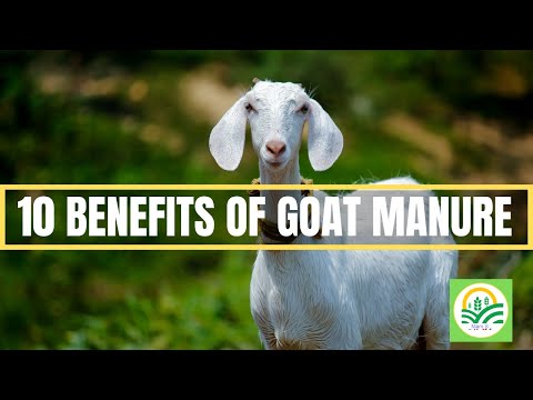 , title : 'Goat Manure: 10 Benefits of Goat Manure | Advantages of Goat Manure | Uses of Goat Manure Fertilizer'