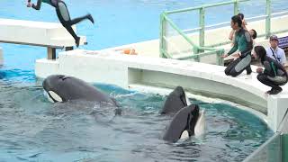 鴨川シーワールド シャチ パフォーマンス オーシャンスタジアム 2025.10.5 15H 4K