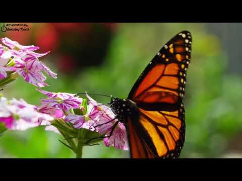 Nature Of Flowers by Sabeen Saleem