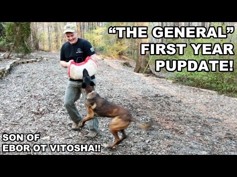 "The General" First Year Update! Belgian Malinois Puppy