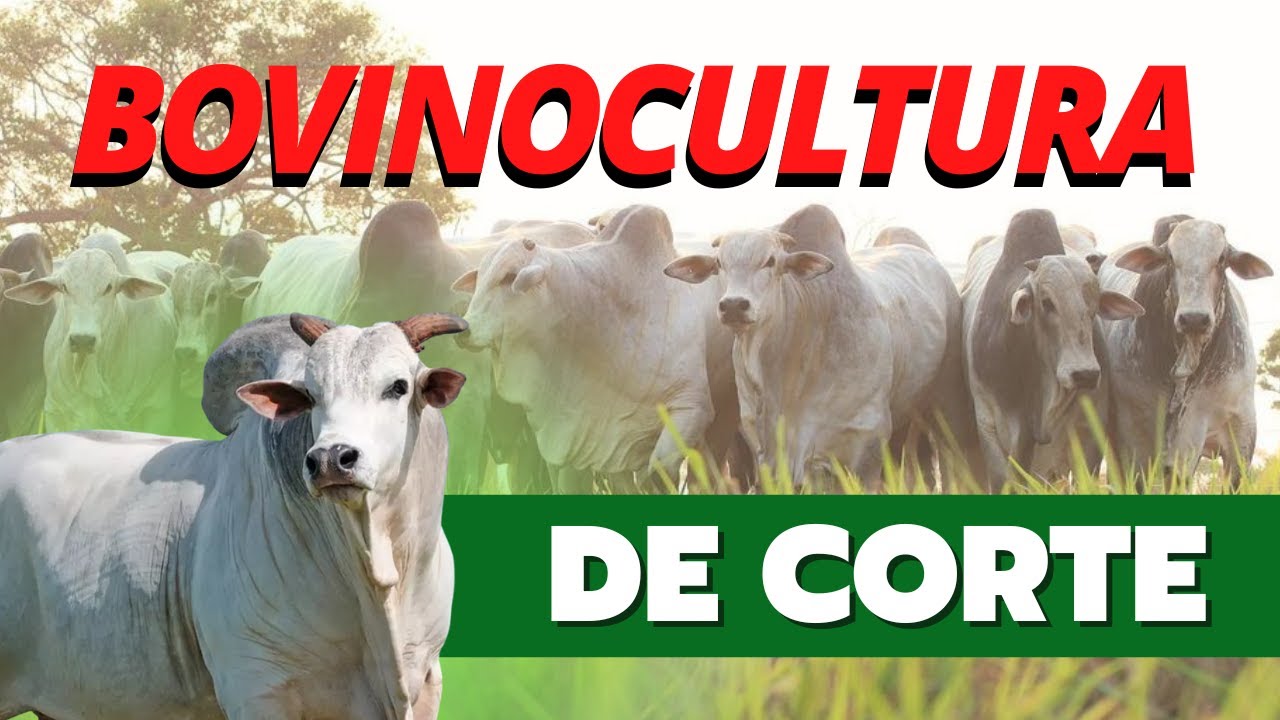 BOVINOCULTURA DE CORTE