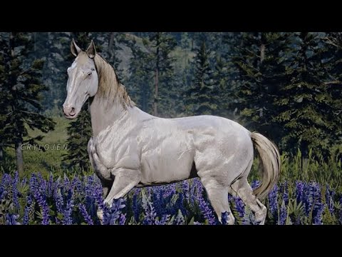 Domando o famoso Andaluz perlino e o forte Mustang!😍🤠