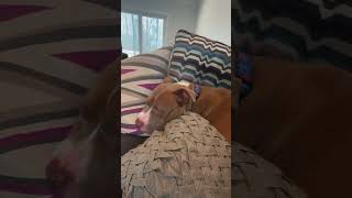 Video preview image #1 American Pit Bull Terrier-Unknown Mix Puppy For Sale in Spring Lake, NJ, USA