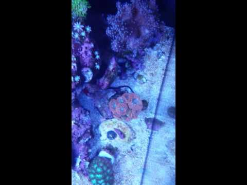 Top down of Red Sea Reefer 350