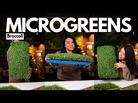 Trying Microgreens...Did I just find a new Hobby? Also, my room got a lot darker!