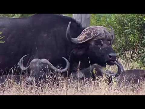 Djuma: African Buffalo herd comes to Vuyatela Dam along with other animals-Pt:2 - 10:47 - 05/17/20