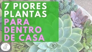 7 PIORES PLANTAS PARA DENTRO DE CASA | Decoração e Feng Shui | Suely Garcia