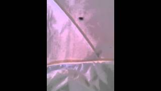 Bed bug covers