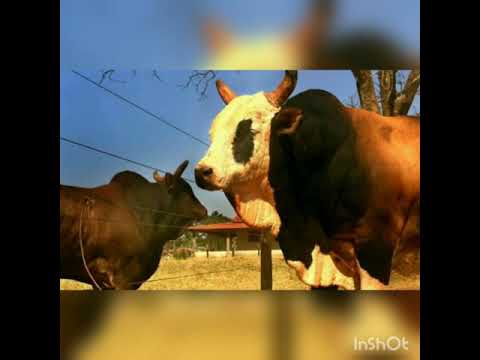 Homenagem ao touro Bandido.