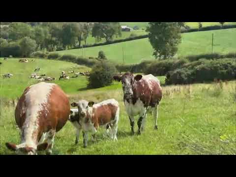 Pedigree Irish Moiled cows with bull calf at foot - Image 2