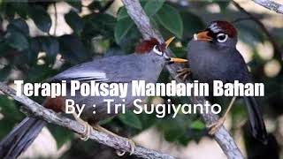 Download lagu Terapi Poksay Mandarin dengan gemericik air dan brainwave mp3