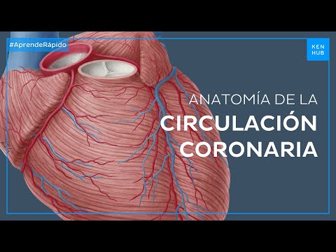 Circulación coronaria en 2 minutos: Arterias y venas - Anatomía Fácil | Kenhub
