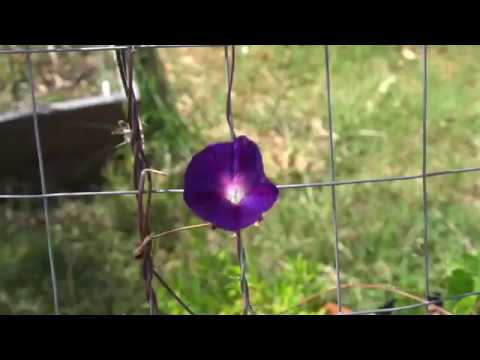 Harvesting Morning Glory Seeds - Save Your Seeds