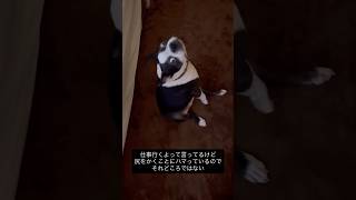お尻のかきかた覚えたらしい #ボストンテリア