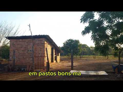 Em pastos bons-ma 