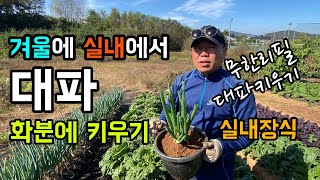 겨울에 실내에서 대파 화분에 키우기 / 실내 인테리어 소품으로 활용해도 / 무한리필 대파 키우기