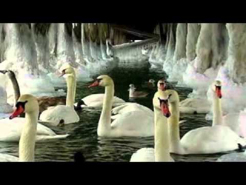 Tchaikovsky - Il lago dei cigni .avi -