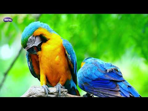 BenQ W11000H W11000 Real 4K Demo Video SDR H264 | Darer