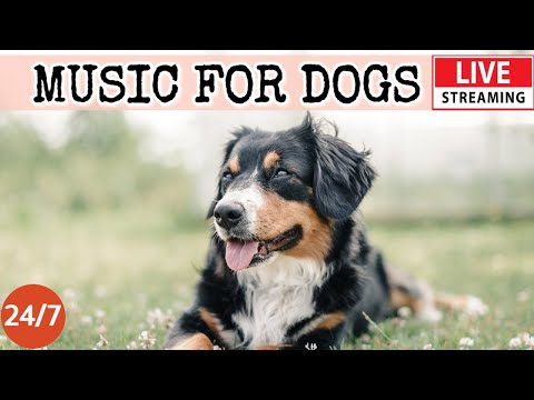[LIVE] Dog Music🎵Relaxing Calming Music for Dogs🐶🎵Cure Separation Anxiety Music for Dogs💖Dog Sleep🔴1